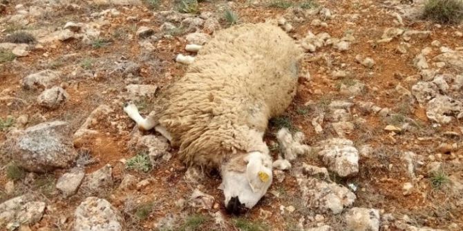 Krediyle Aldığı Koyun Sürüsünü Kurtlar Telef Etti