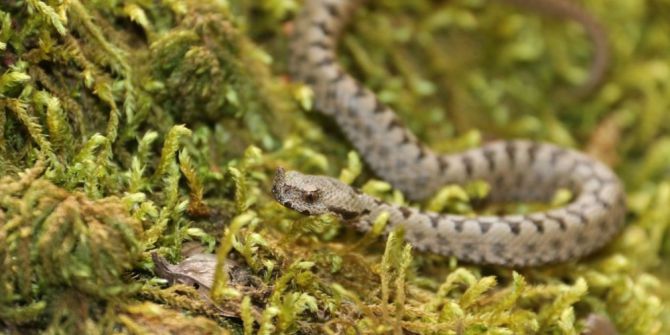 Boynuzlu Engerek Yılanını Görüntülediler