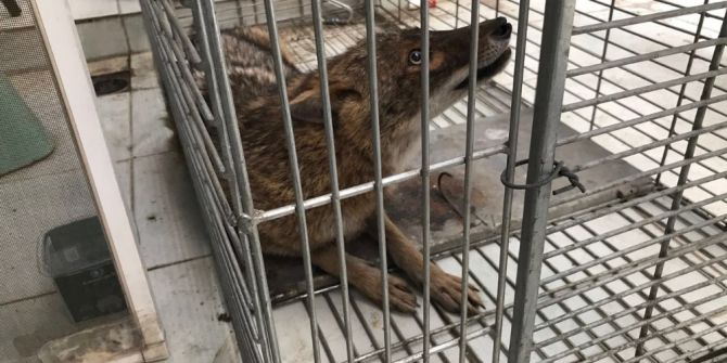 Bursa’da Çakal Kurtarma Operasyonu