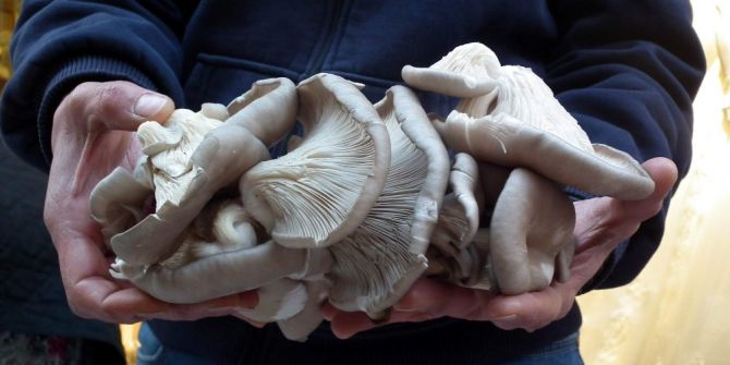İstiridye Mantarına Talep Artıyor