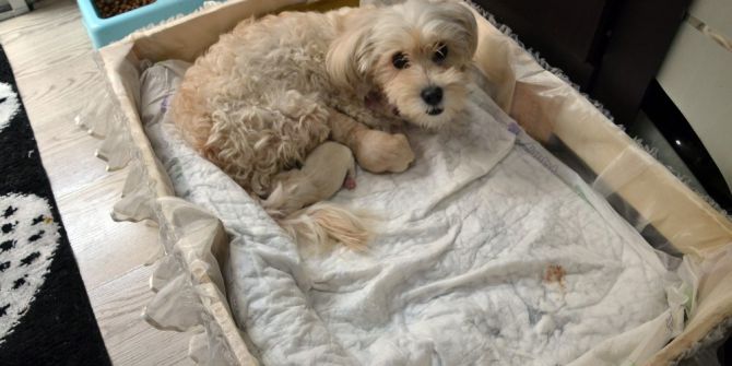 ’Anne’ Diyen Köpek Şaşırttı