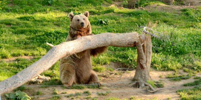 Dansçı Ayıların Dördü Halen Hayatta