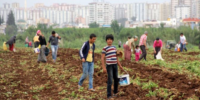 Başak Toplamak İçin Traktörlerle Patates Tarlasına Akın Ettiler