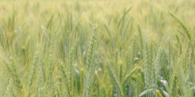 Buğday Üreticisi Bu Yıl Umutlu