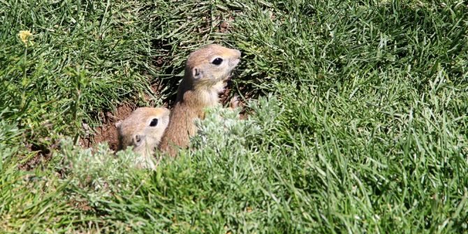 Gelinciklerin Kamera Şaşkınlığı