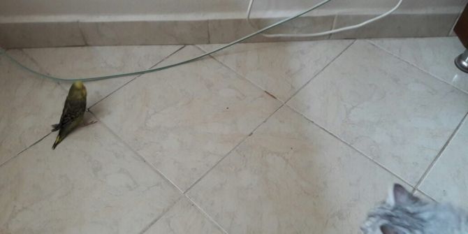 Kedi İle Muhabbet Kuşunun Dostluğu Düşman Çatlatıyor