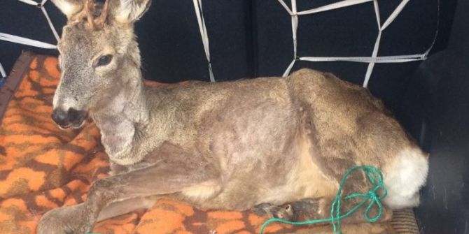 Rize’de Yaralı Geyik Bulundu