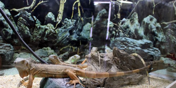 İguanalar Çocukların İlgi Odağı Oldu