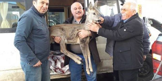 Yaralı Karacalara Şefkat
