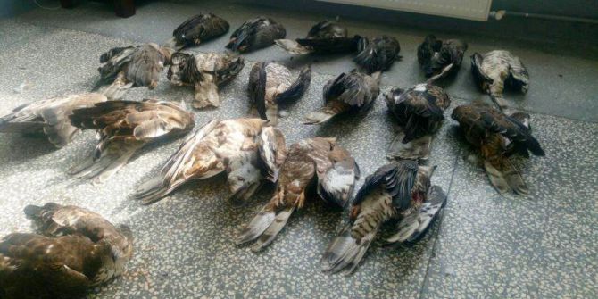 Şahin Avcısına Rekor Ceza