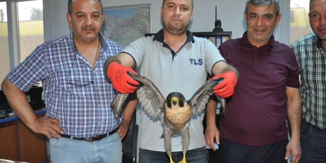 Hatay’da Yaralı Gökdoğan Bulundu