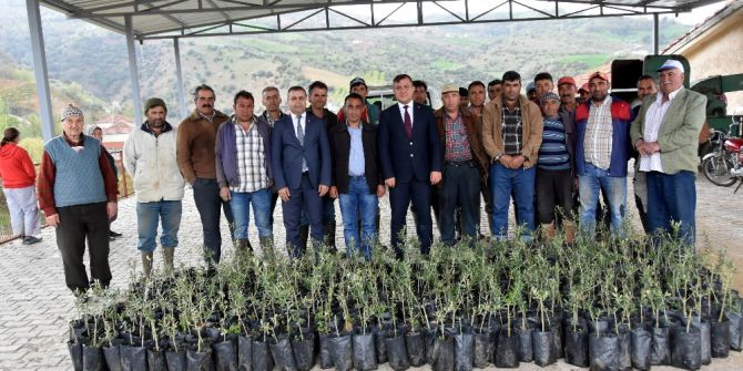 Salihlili Çiftçiye Bin 300 Adet Zeytin Fidanı