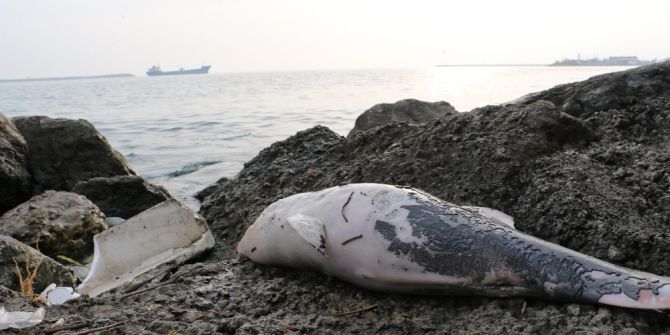 Karadeniz’de 3 Ölü Yunus Bulundu
