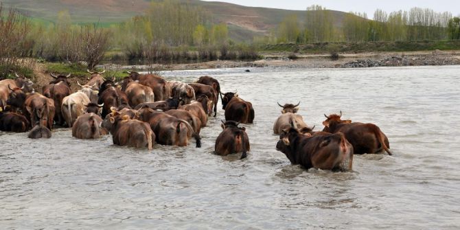 Burası Afrika Değil Muş