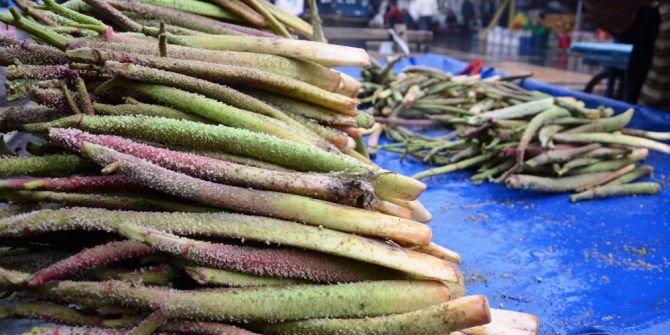 Kanser Tedavisinde Umut Olan Işgın Sebzesi Yok Satıyor