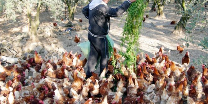 Gezen Tavuklar Zeytinlikte