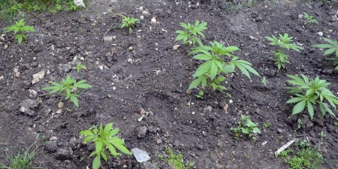 Jandarmadan Zehir Tacirlerine Darbe: 1 Gözaltı