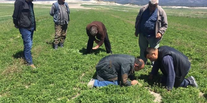 Yonca Hortumlu Böceği Çiftçinin Sorunu Oldu