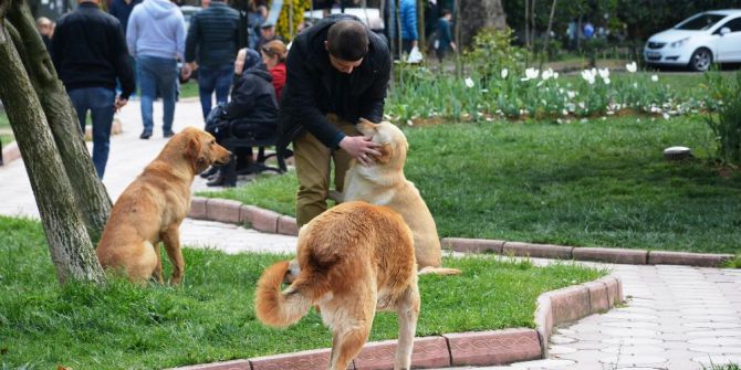 İzmit’te Sokak Köpeklerine Kene Kontrolü