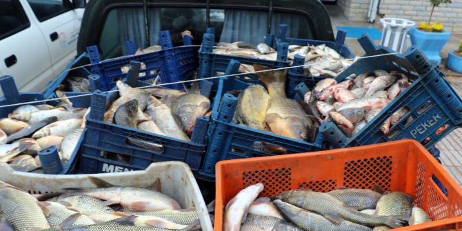 Elazığ’da Kaçak Avlanan 3,5 Ton Balık Ele Geçirildi