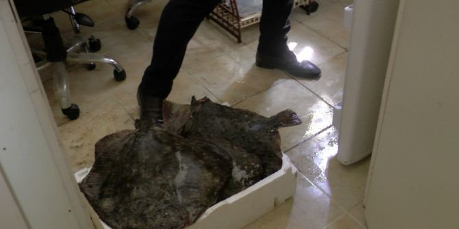 Akçakoca’da El Konulan Kalkan Balıkları İhale İle Satıldı