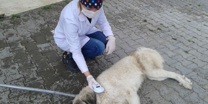 Sokak Hayvanları İçin Mikroçip Uygulaması