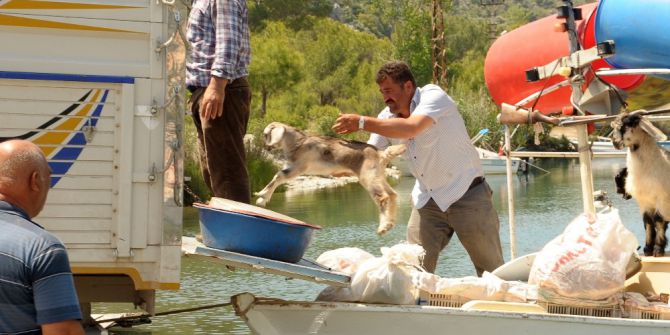 Keçiler Tekneyle Taşınıyor