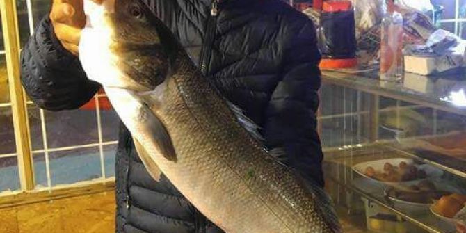 Cide’de 5 Kilo Ağırlığında Levrek Yakalandı