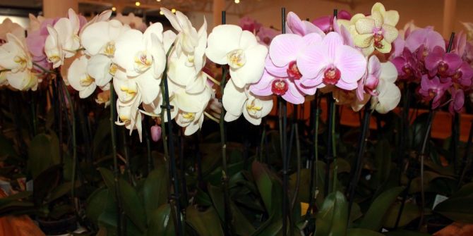 Hollanda’nın Gözünü Korkutan Tesis