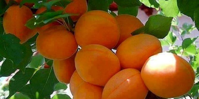 Mut, Karacaoğlan Kayısı Kültür Ve Sanat Festivali’ne Hazır