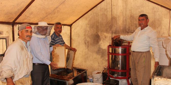 Arıcılar Hasattan Sonra Göç Edecek