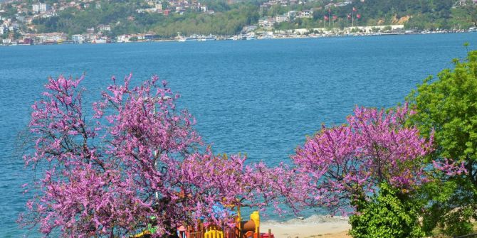 İstanbul’da Baharın Müjdecisi Erguvanlar Havadan Görüntülendi