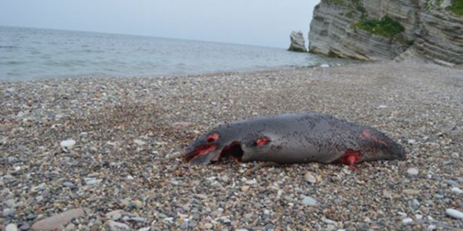 Yunus Balığı Karaya Vurdu