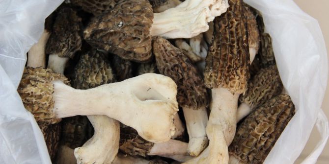 Genç Kalmanın Sırrı Aydın Dağlarında Bulundu