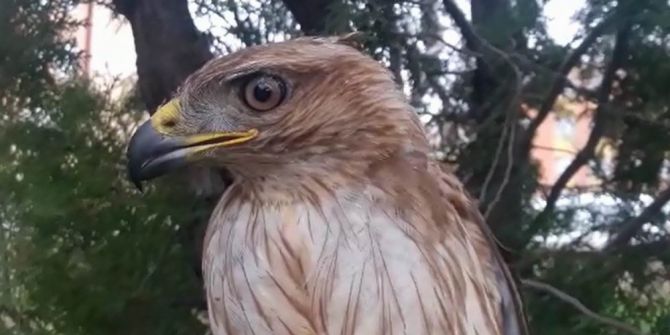 Kanadı Kırık Yavru Şahin Koruma Altına Alındı