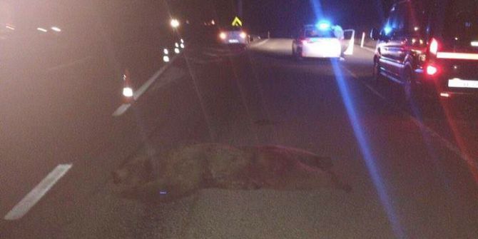 Bilecik’te Araçların Çarptığı Ayı Telef Oldu