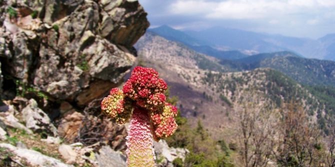 Amanoslarda "Yayla Muzu" Zamanı