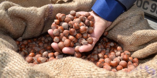 Pazara 375 Bin Ton Fındık İndi