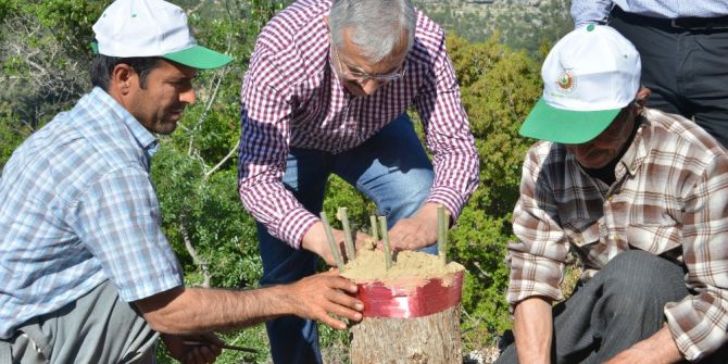 Mersin’de Yaban Zeytini Aşılamaları Sürüyor