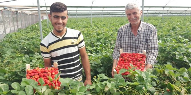 Çilek Üretimi Yarıya Düştü