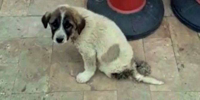 Yaralı Yavru Köpeğin Durumu Vatandaşları İsyan Ettirdi