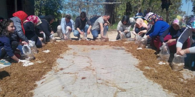 Ordu’da Mantar Yetiştiriciliği Kursu Açıldı