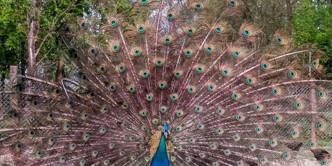 Artık Birde Dişisi Var