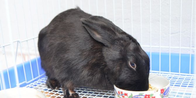 Tavşanını Berbere Emanet Edip Ailesinden 5 Kişiyi Öldürmüş