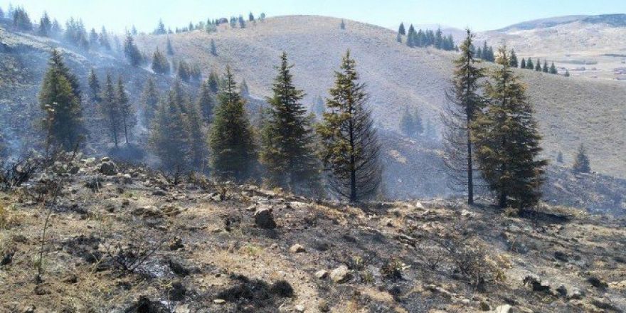 Ulukışla’da 15 Dönüm Ormanlık Alanı Yandı