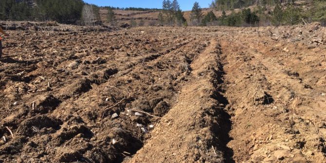 Taşköprü’de 184 Bin Fidan Toprakla Buluştu