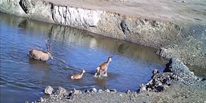 Vahşi Yaşamın Sırları “Fotokapan”a Yakalandı