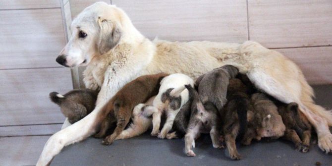 Köpek’ten ’Annelik’ Dersi