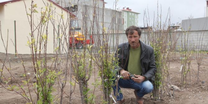 Ahlat’ta En Çok Kayısı Fidanı Satılıyor