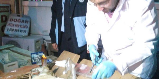 Emet Belediyesi Zabıta Ekipleri Yaralı Köpek İçin Seferber Oldu